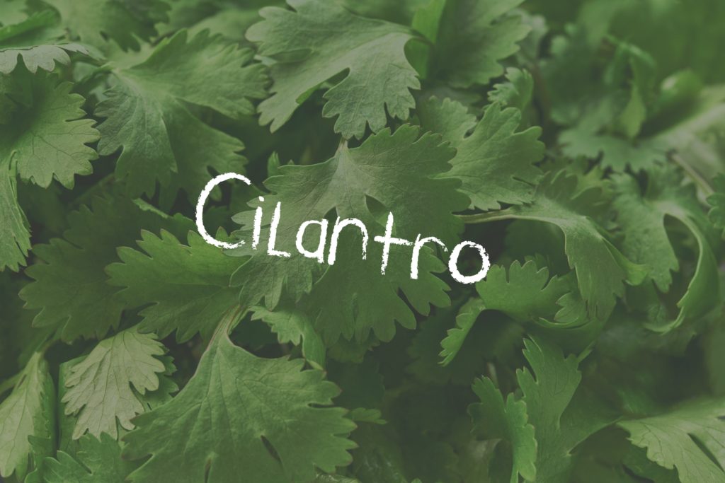 Leafy cilantro piled together