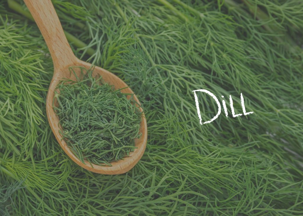 Dill What is it and How to Use it Kids Are Great Cooks