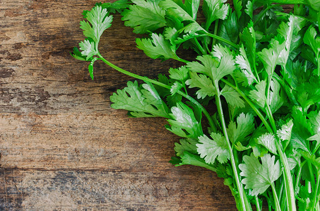 Learn About Cilantro